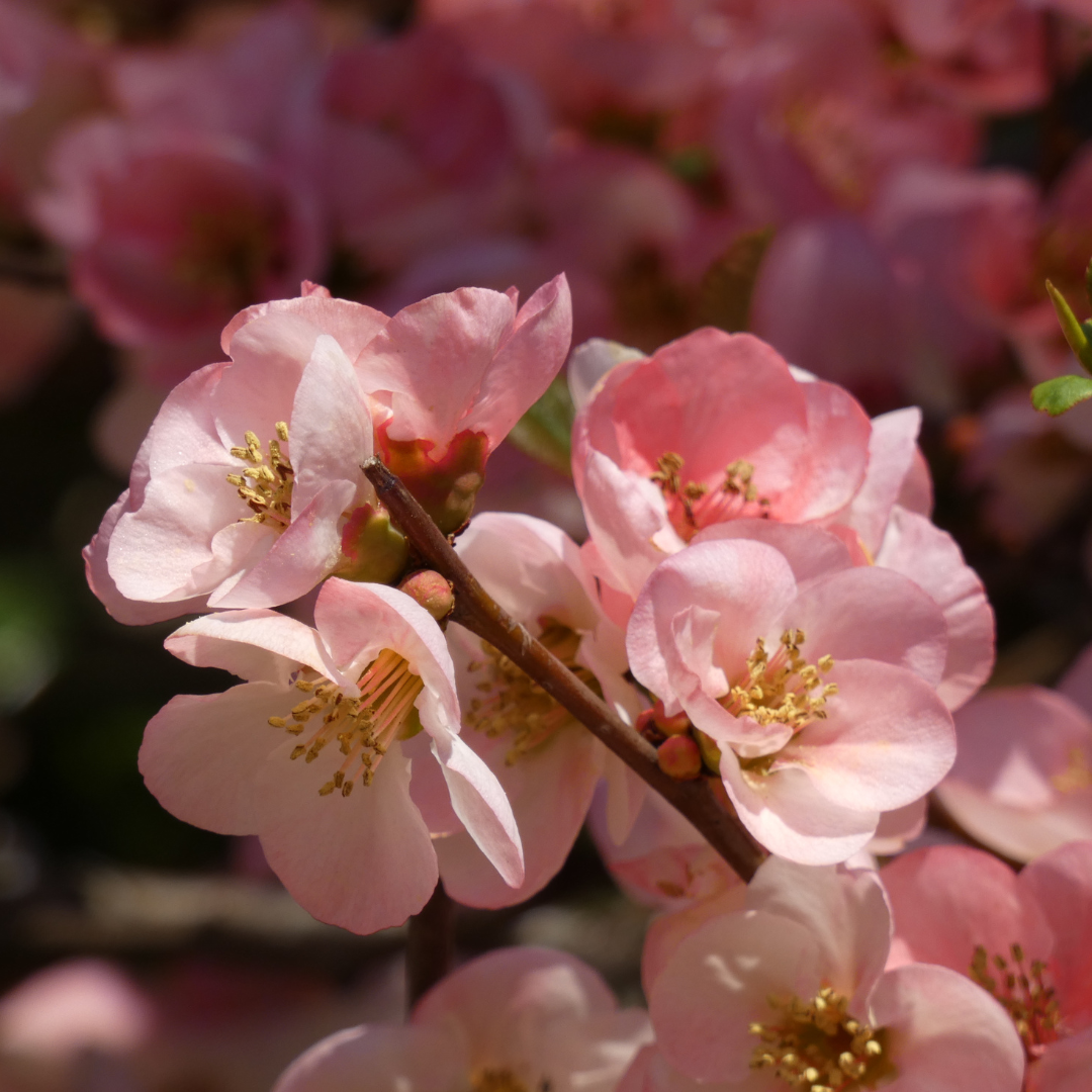 Japanese Quince