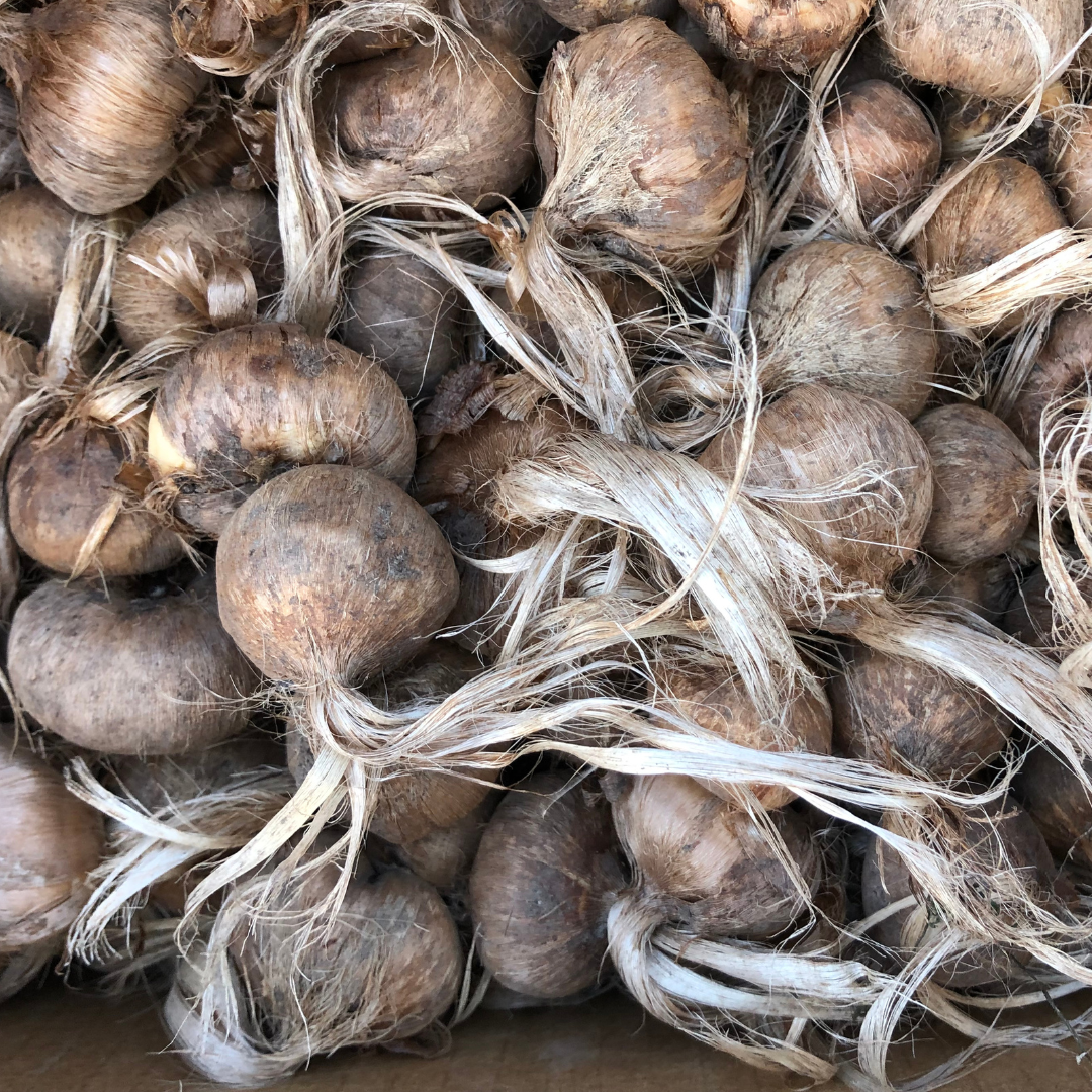 Saffron Corms 10 Pack