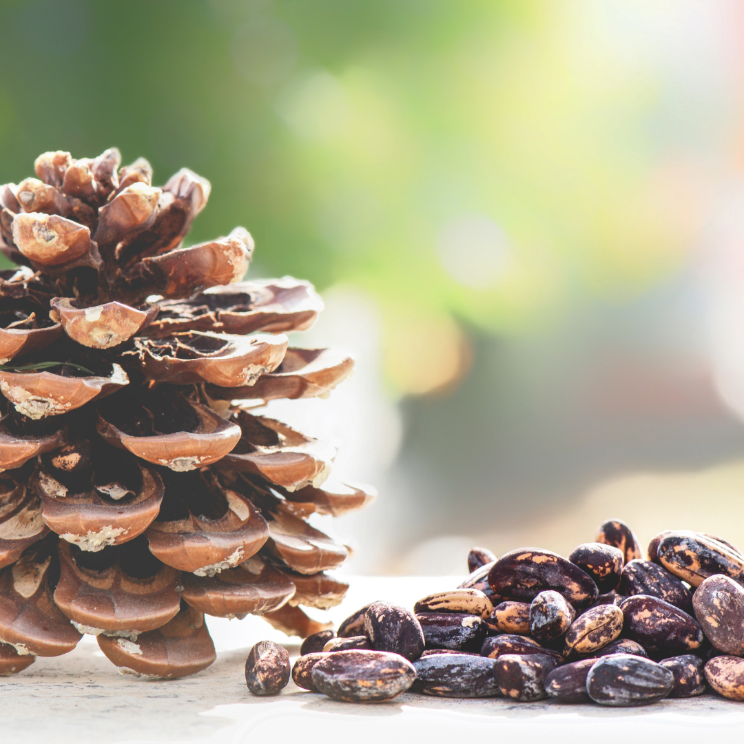 Stone Pine (Pinus Pinea)