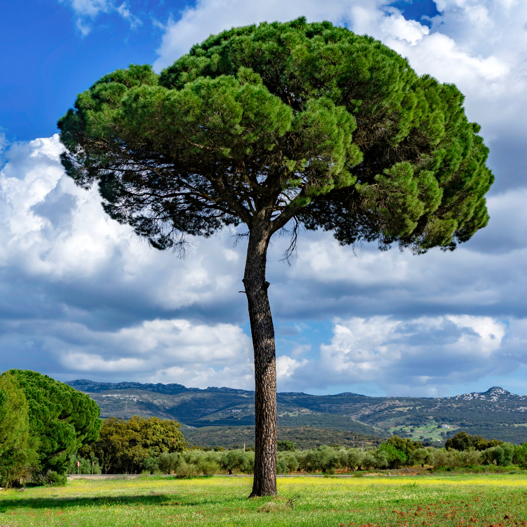 Stone Pine (Pinus Pinea)