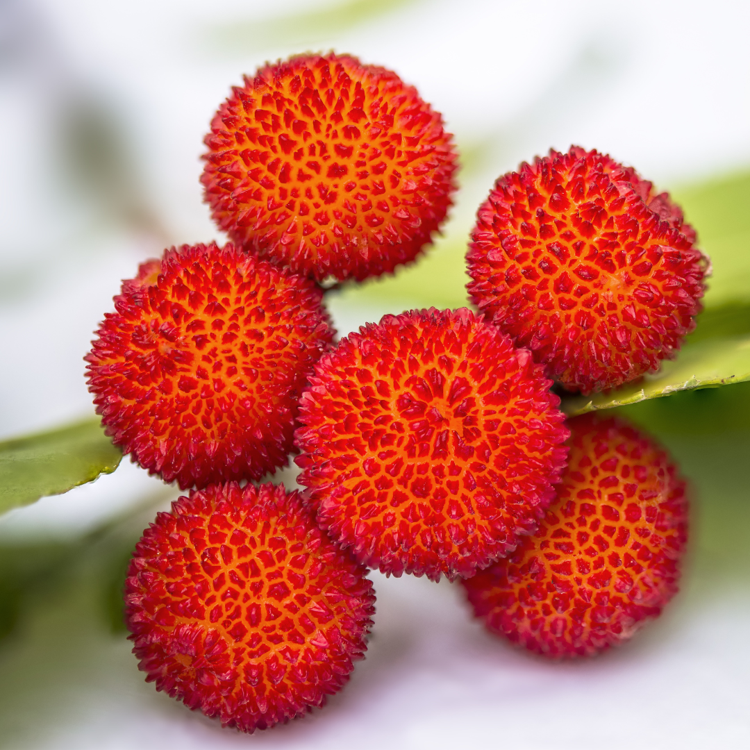 Strawberry Tree (Arbutus Unedo)