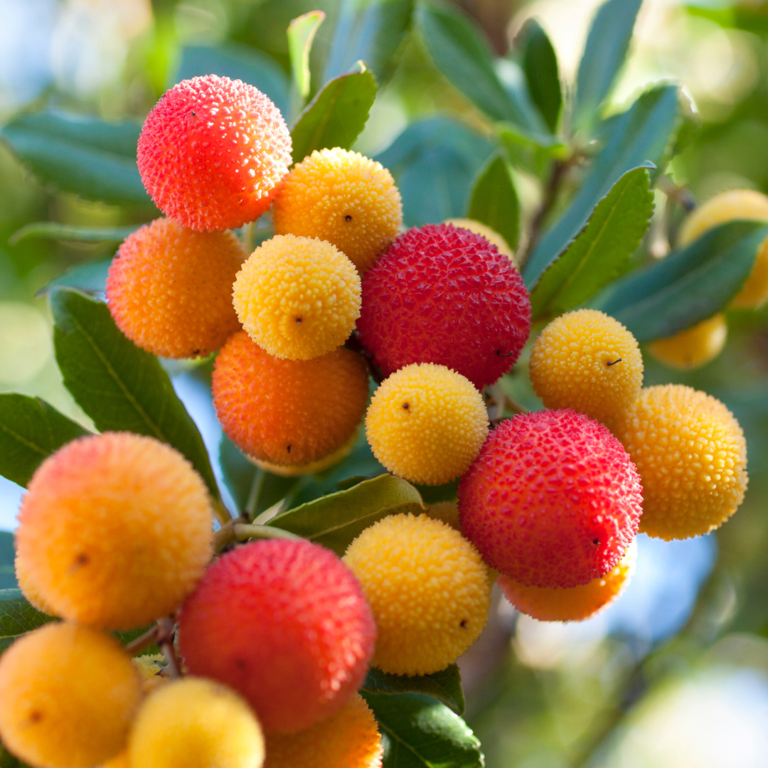 Strawberry Tree (Arbutus Unedo)