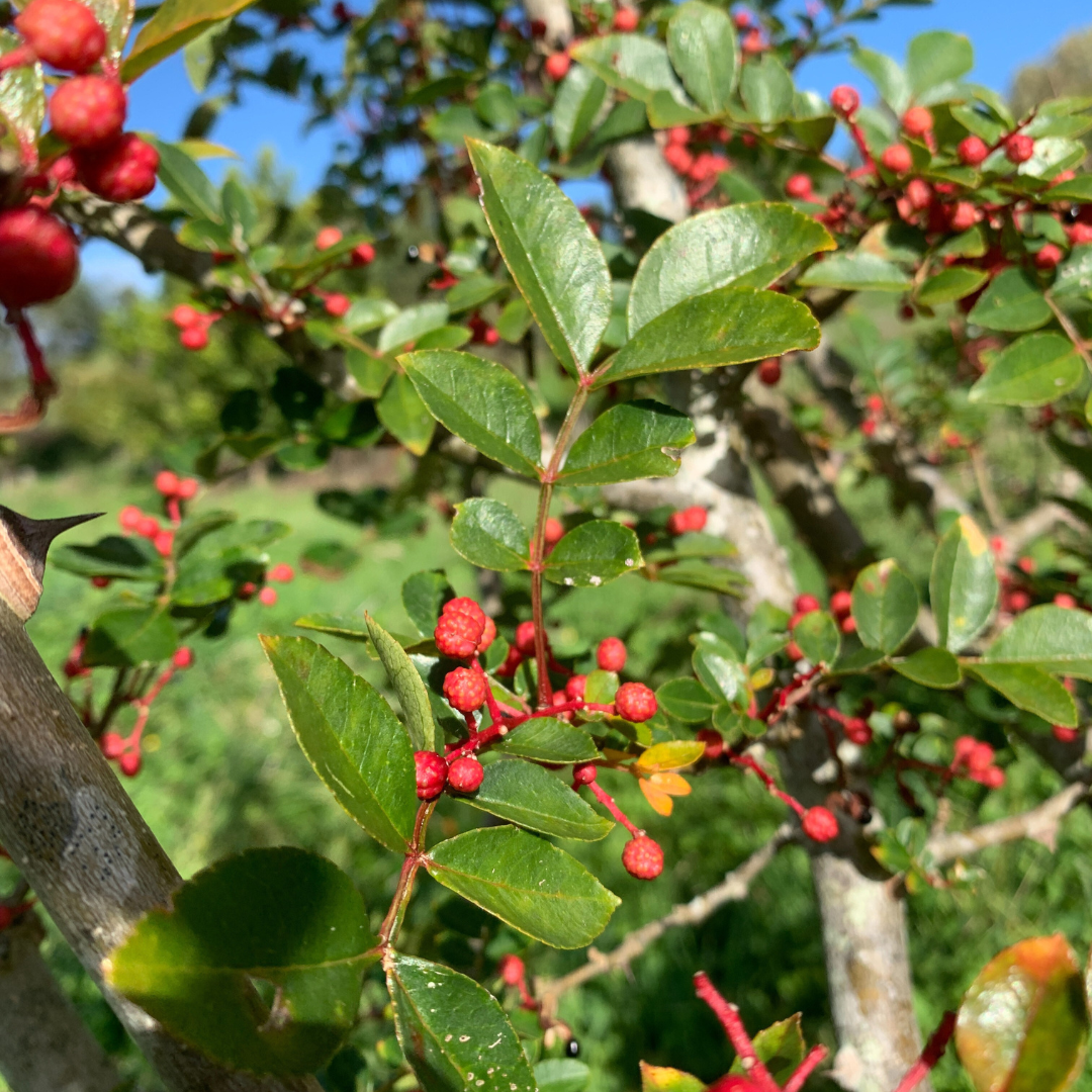 Szechuan Pepper Tree