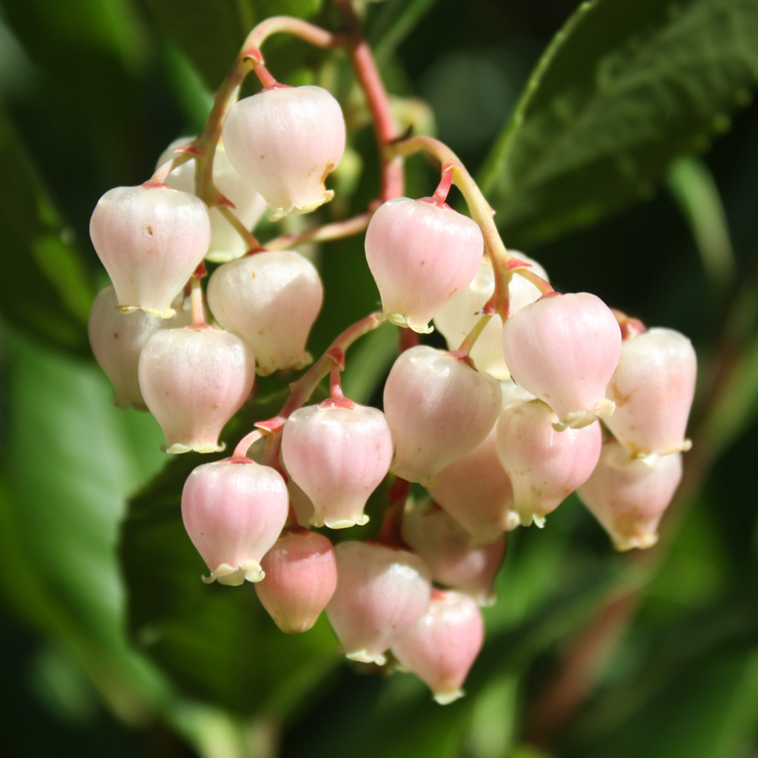 Strawberry Tree (Arbutus Unedo)