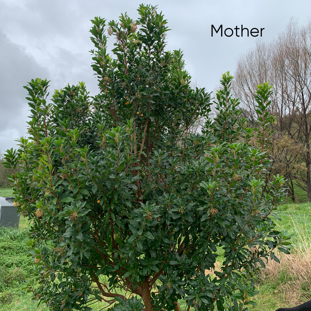 Strawberry Tree (Arbutus Unedo)