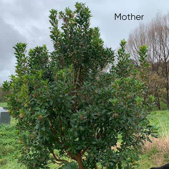 Strawberry Tree (Arbutus Unedo)