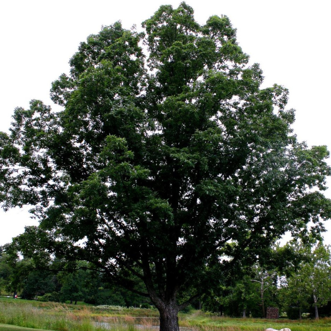 Chinkapin Oak (Edible Acorns)