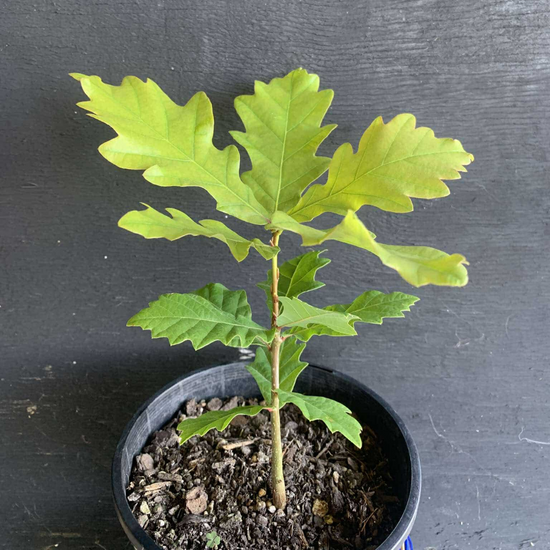 Chinkapin Oak (Edible Acorns)