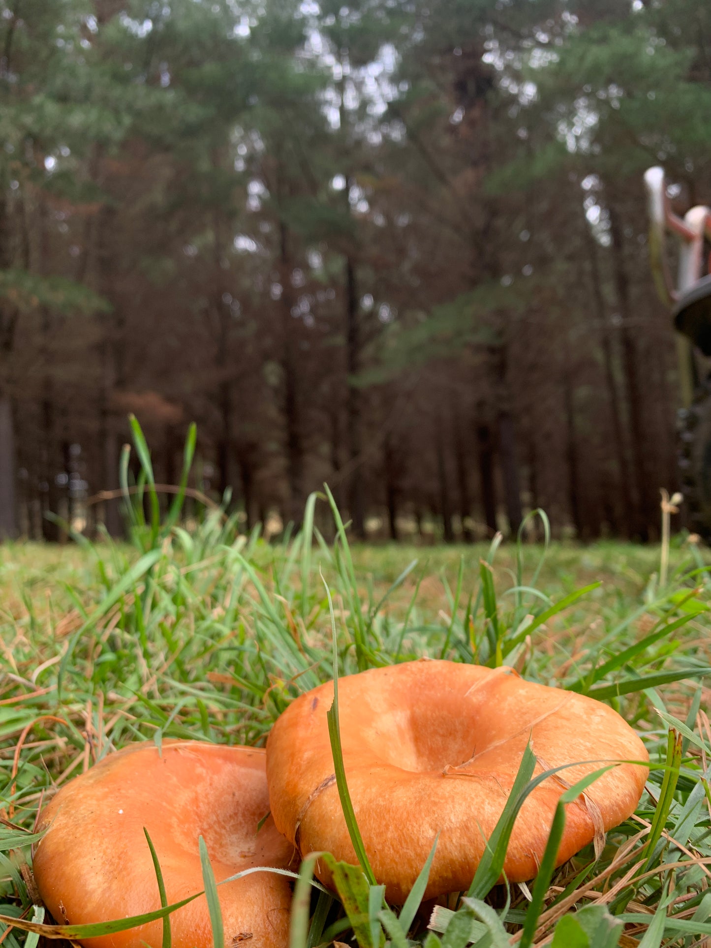 Stone Pine + Saffron Milk Cap Mushroom