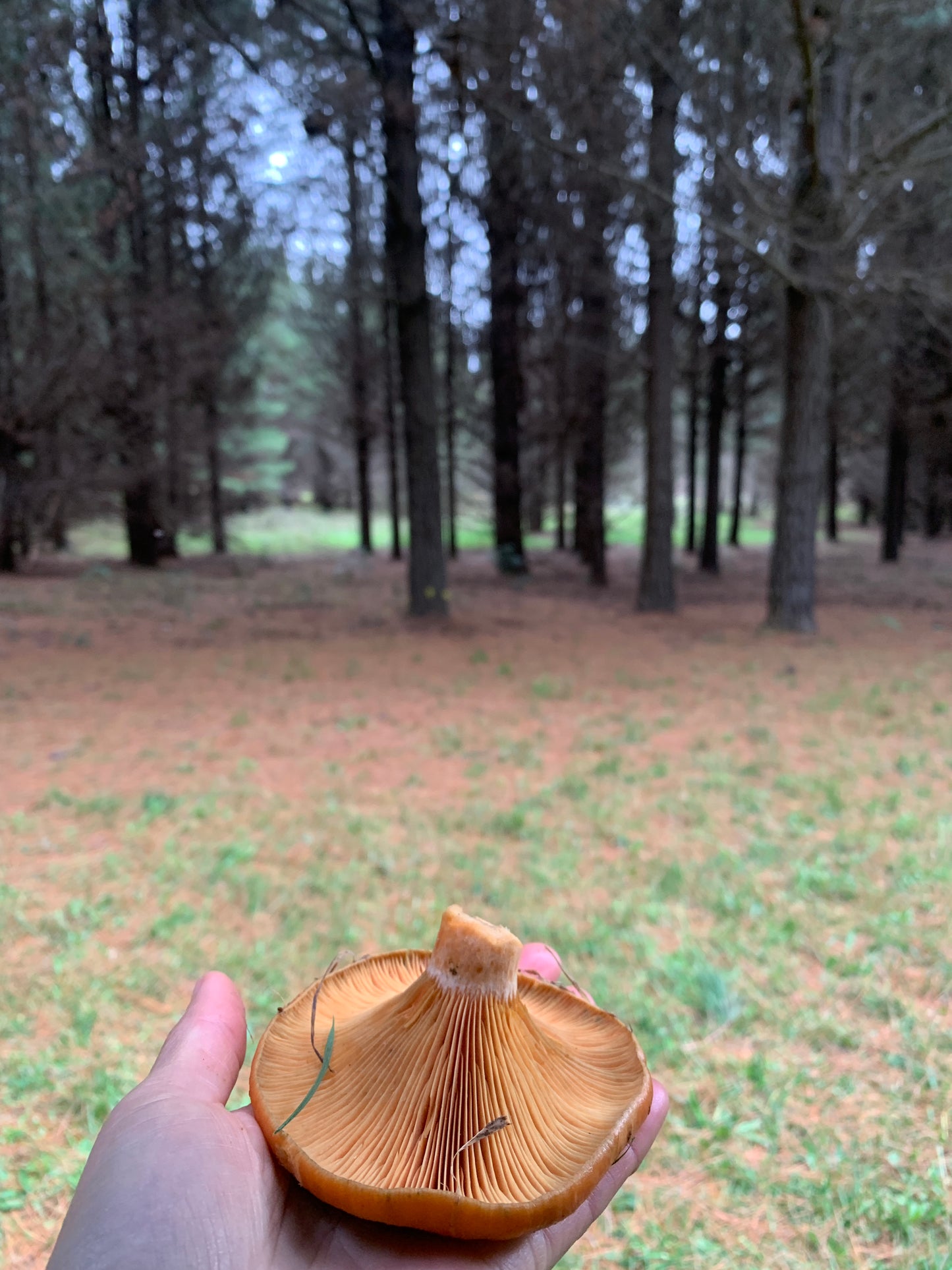Stone Pine + Saffron Milk Cap Mushroom