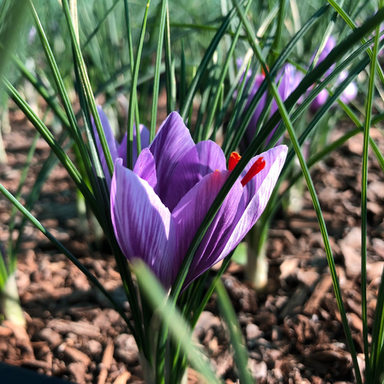 Saffron Corms 10 Pack