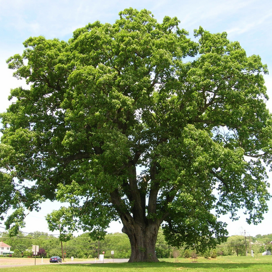 White Oak