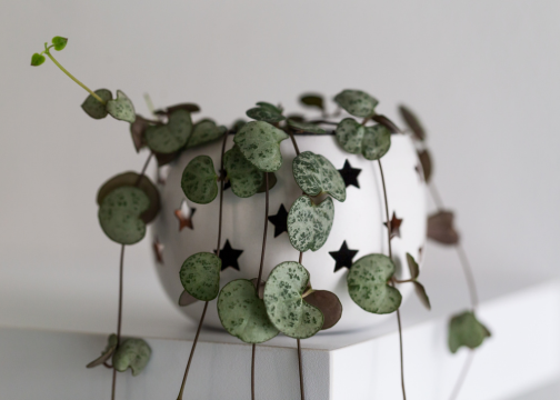 String Of Hearts